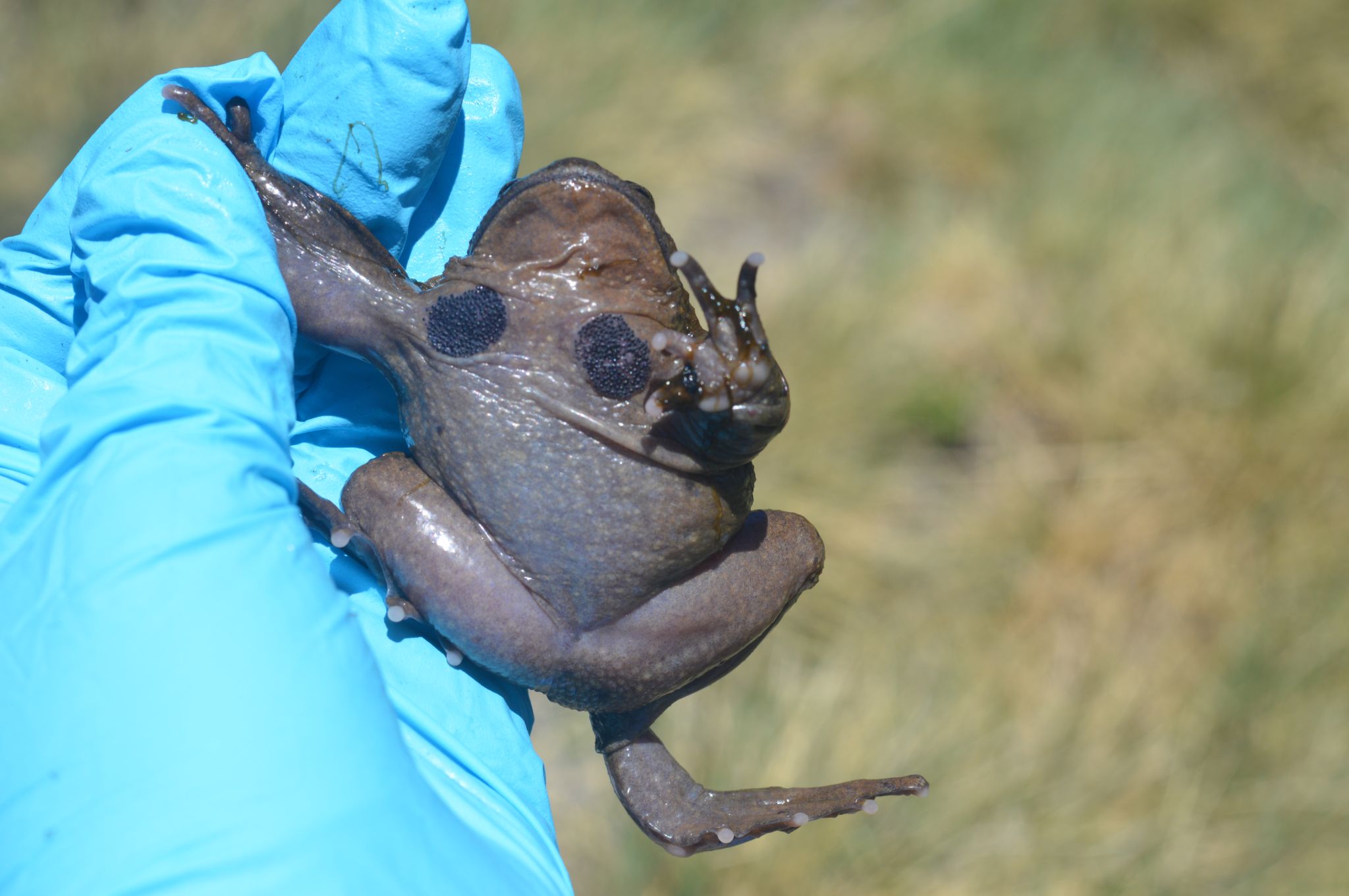 Male of Alsodes pehuenche VC